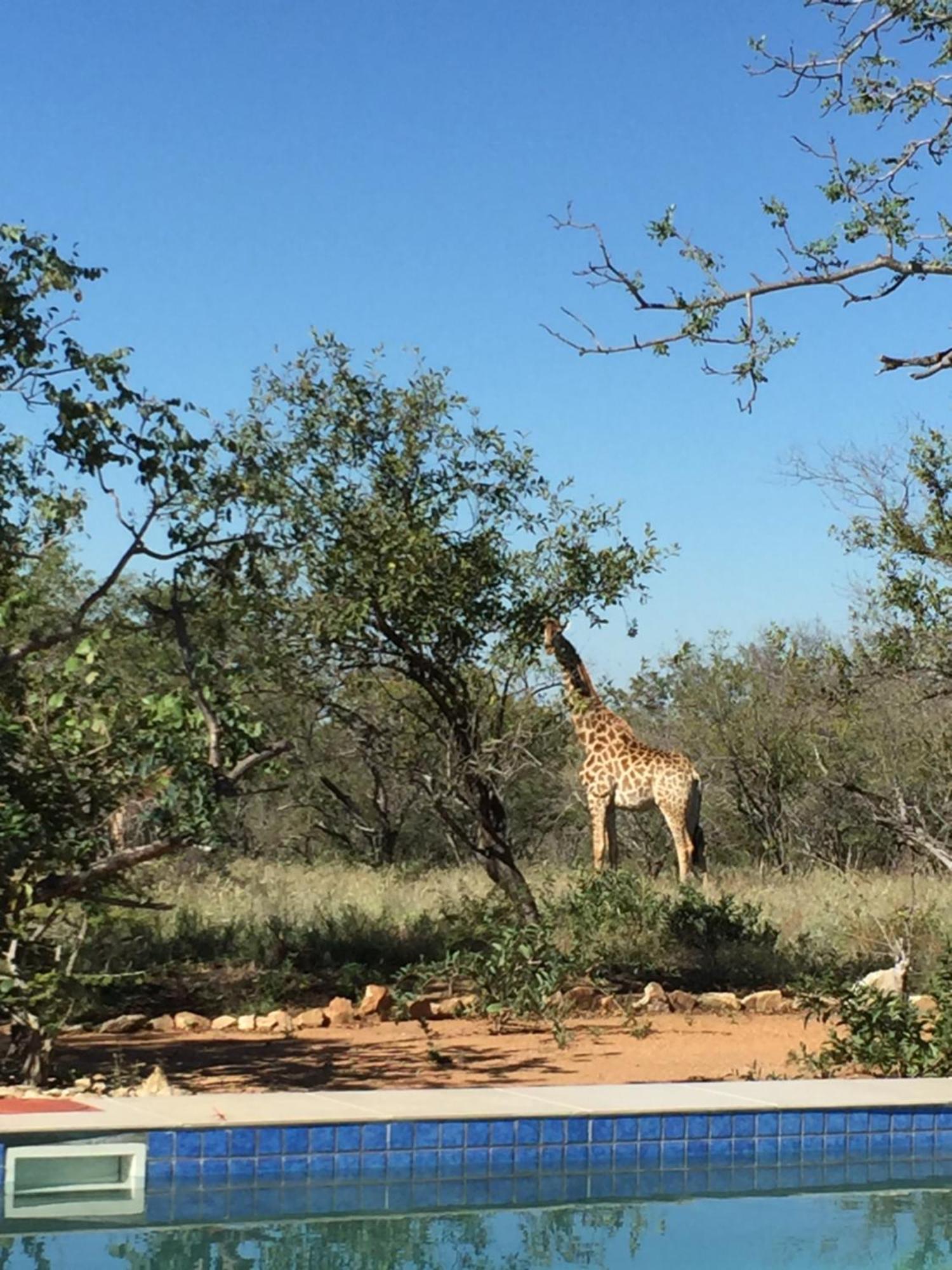 The Baobab Bush Lodge And Villa Hoedspruit Exterior foto