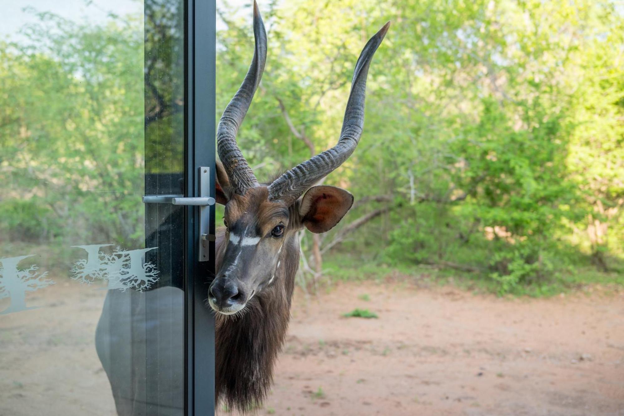 The Baobab Bush Lodge And Villa Hoedspruit Exterior foto